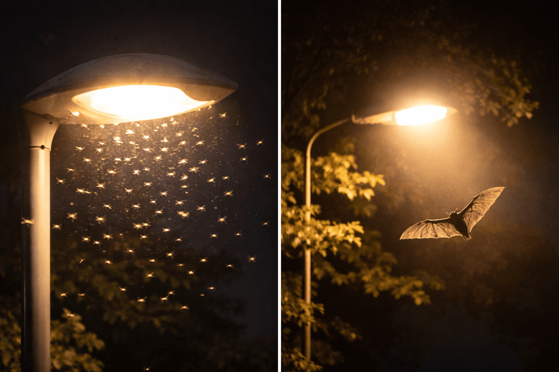Insekten und Fledermaus an Strassenbeleuchtung als Beispiel für Auswirkungen von Lichtverschmutzung